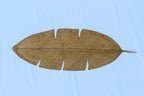 Hoja Decorativa (mediana)